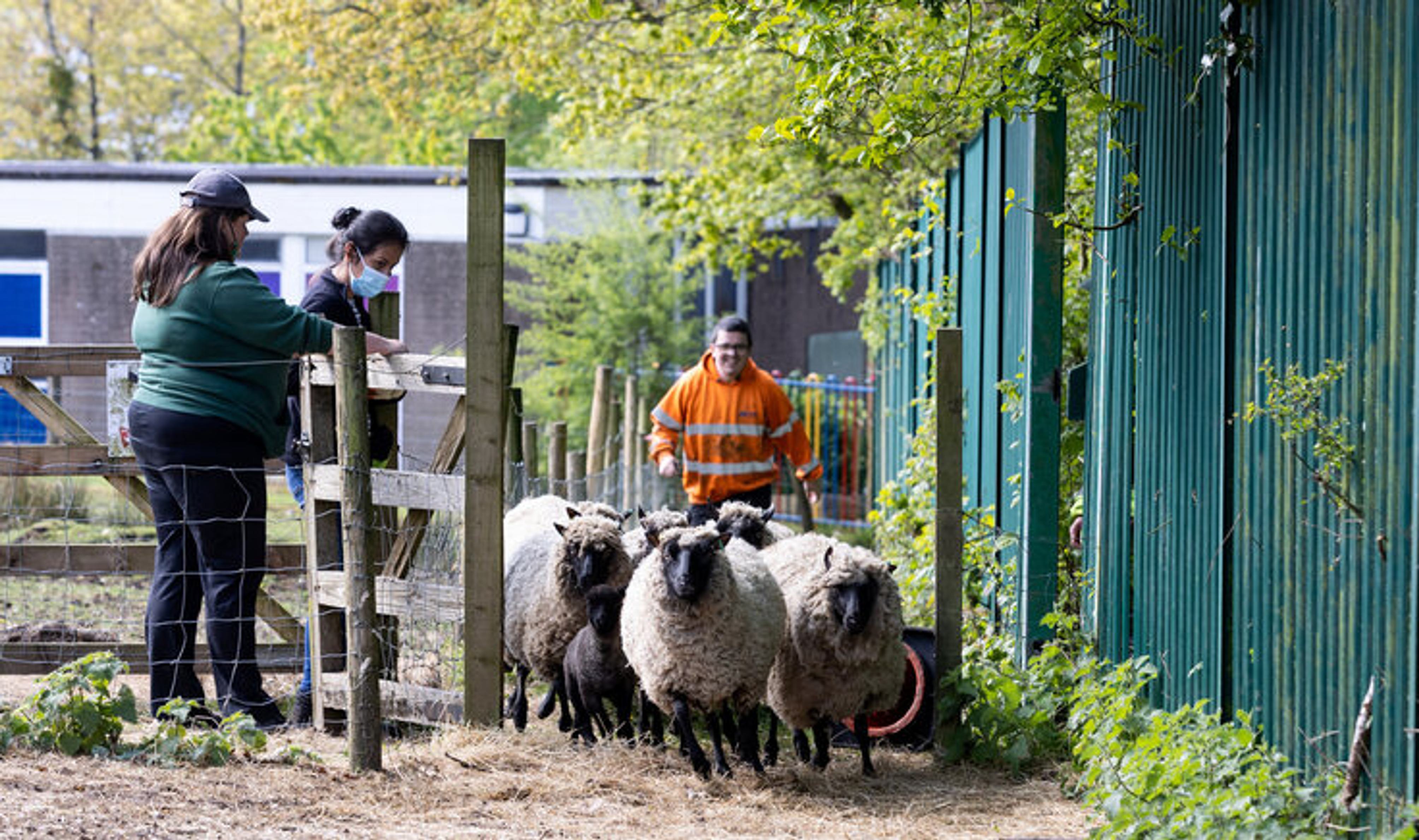 8927 Swansea Community Farm